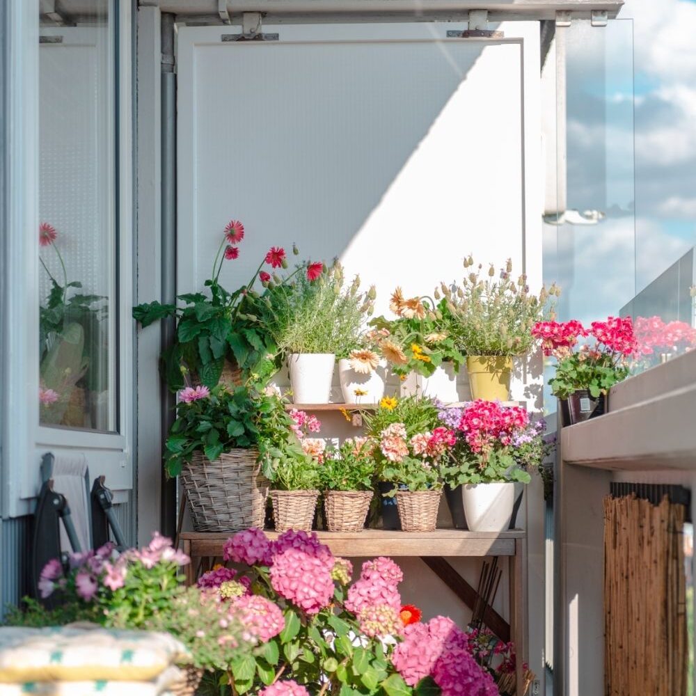 Best Balcony Plants