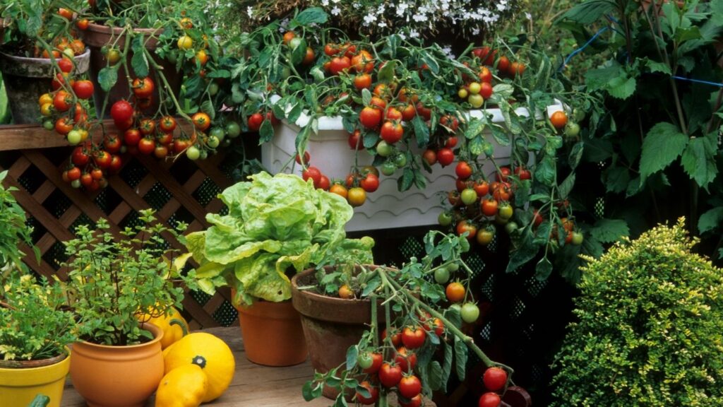 herbs